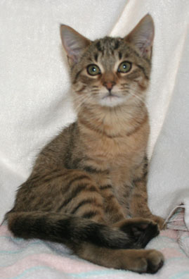 Merlin