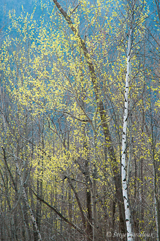 SB_Impression vernale