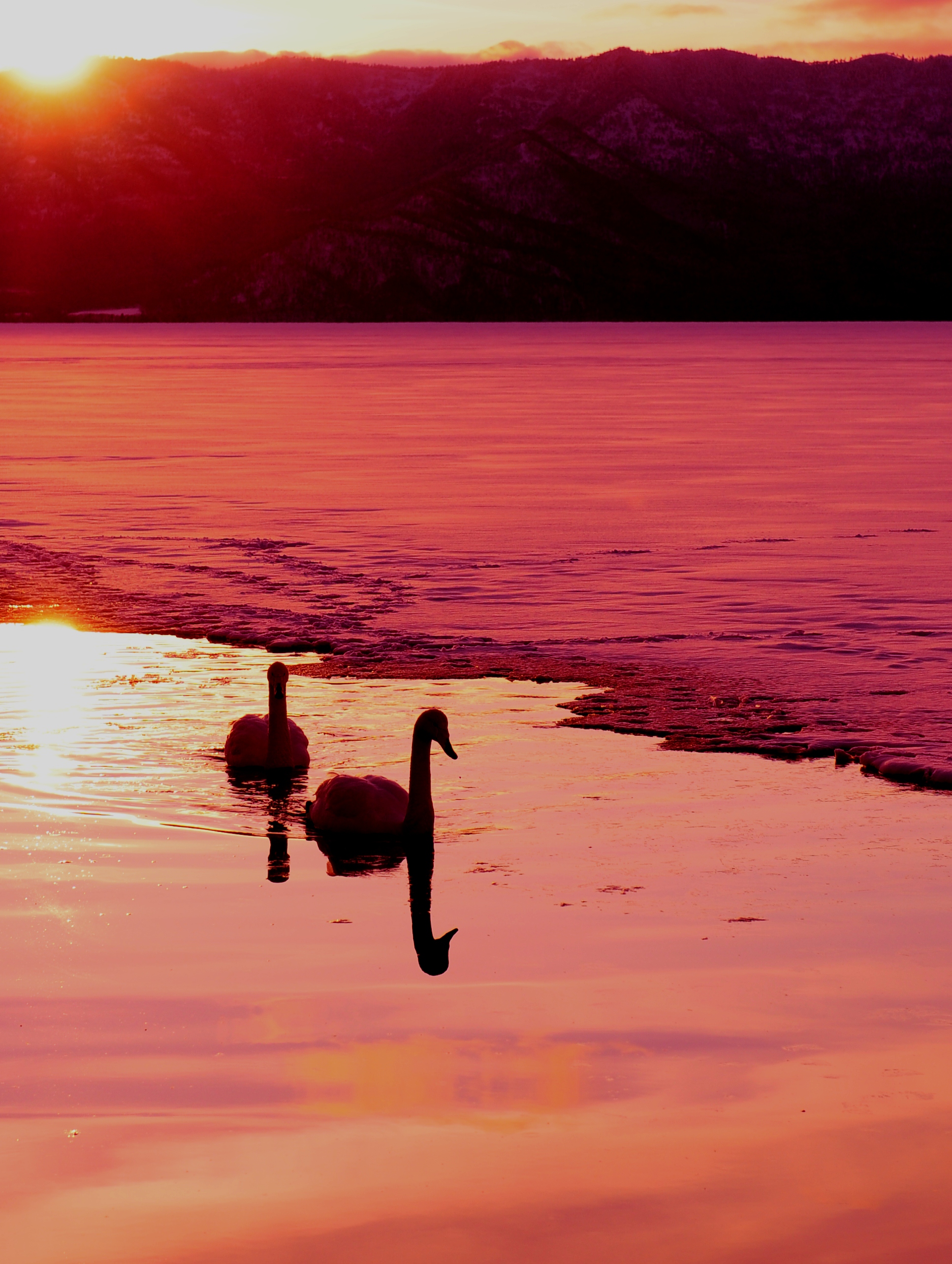 Swan lake 10.jpg
