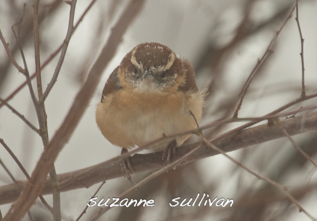 carolina wren wilmington