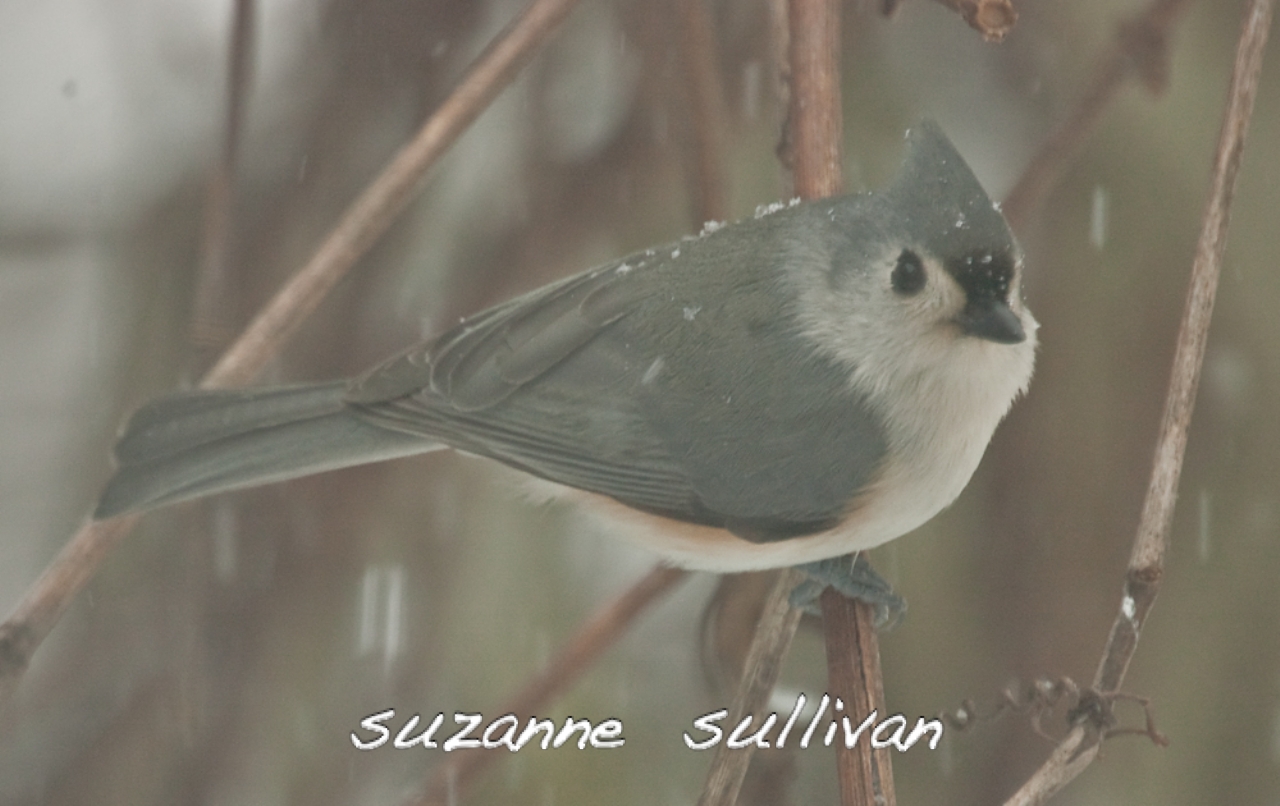 tufted titmouse wilmington