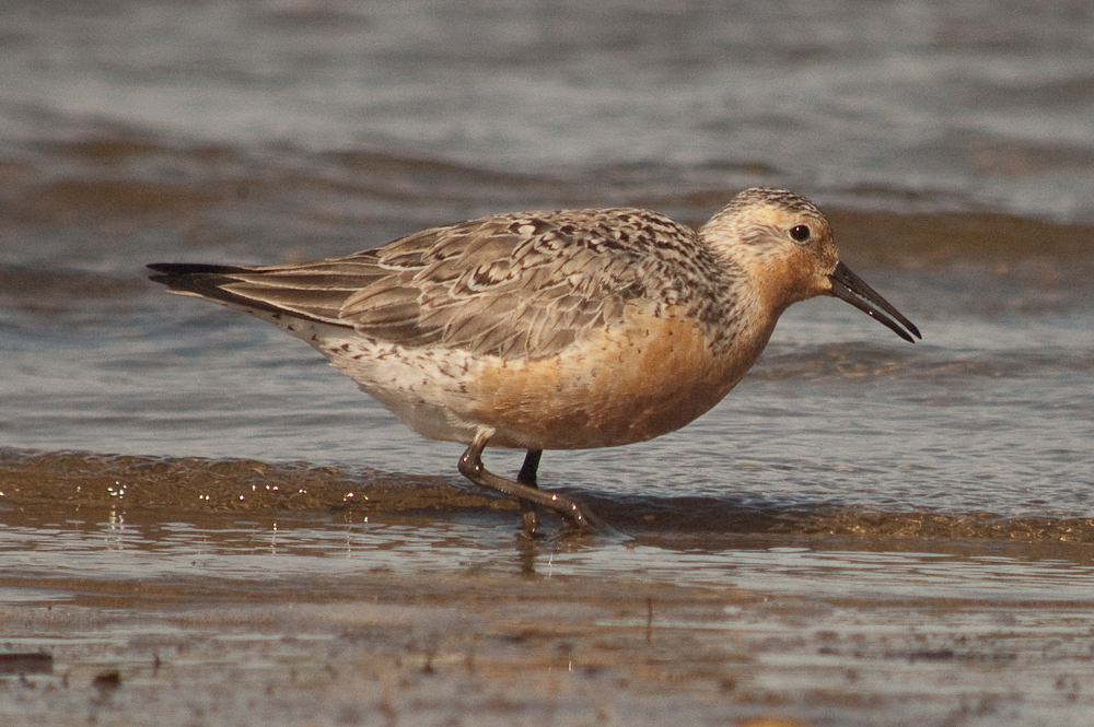 Red Knot plum island sandy point check out the serrated bill