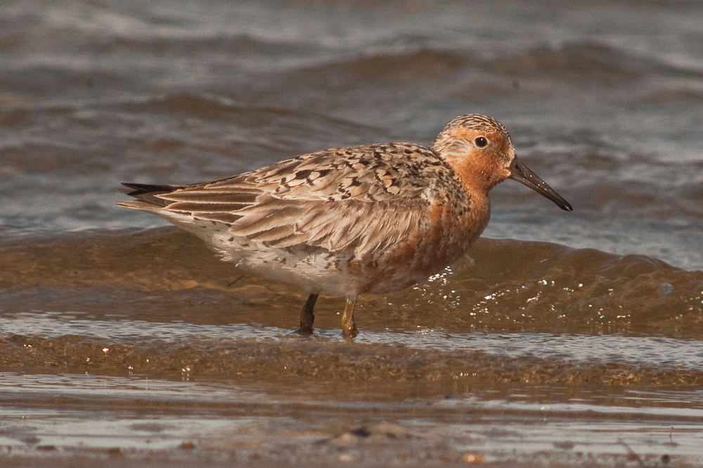 Red Knot plum island sandy point