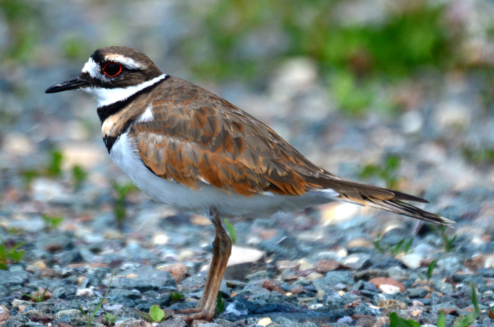 killdeer plum island