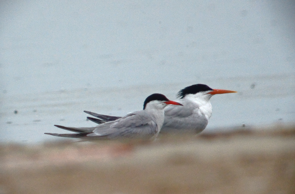 elegant tern sandy point plum island