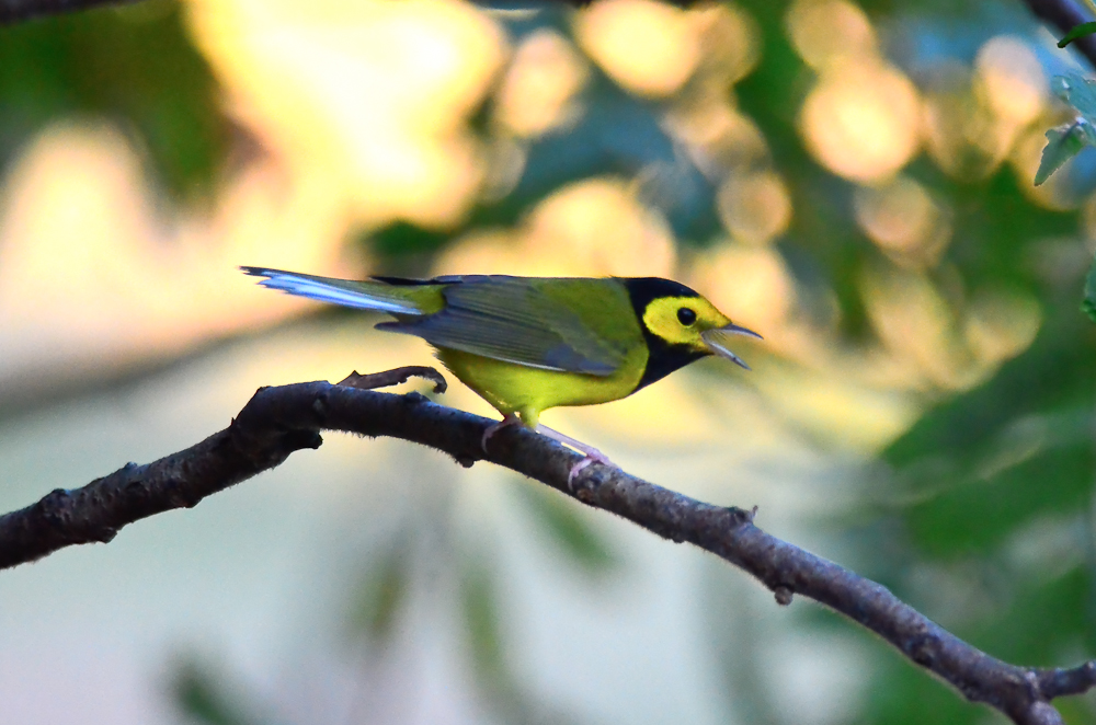 hooded warbler salisbury