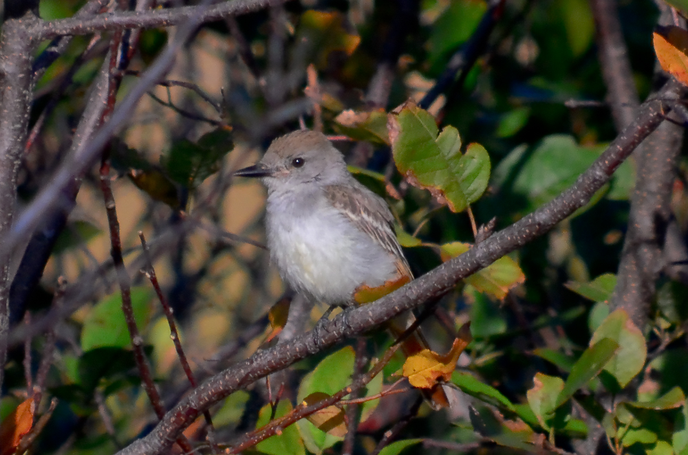 Ash-throated flycatcher wardens plum island