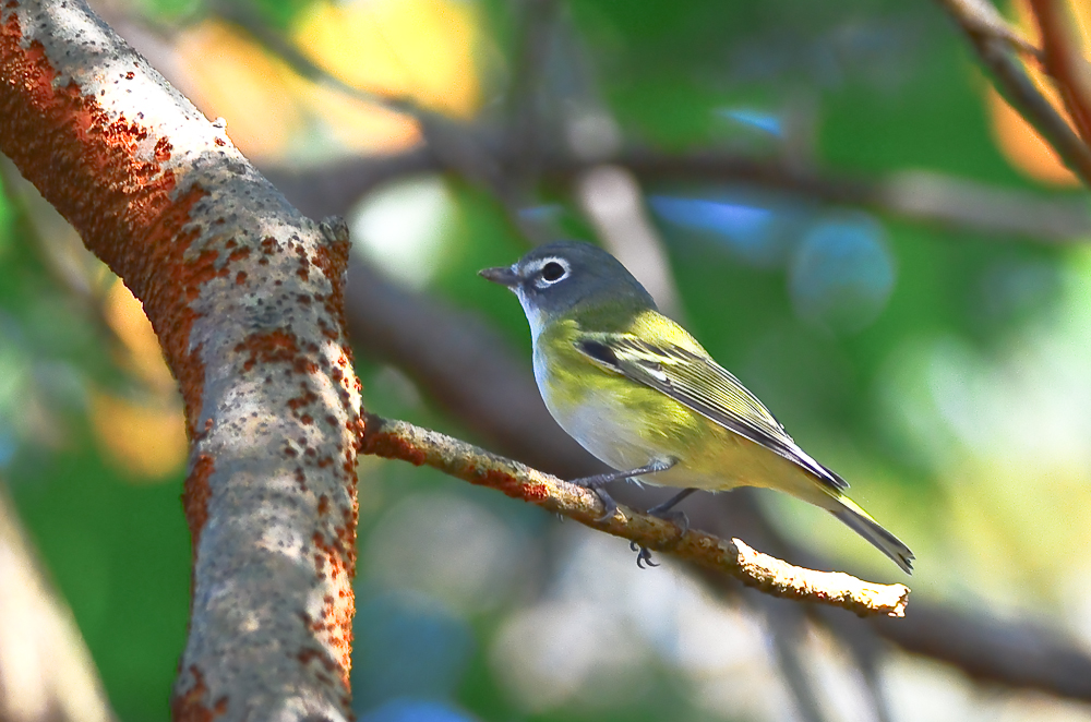 blue-headed vireo plum island