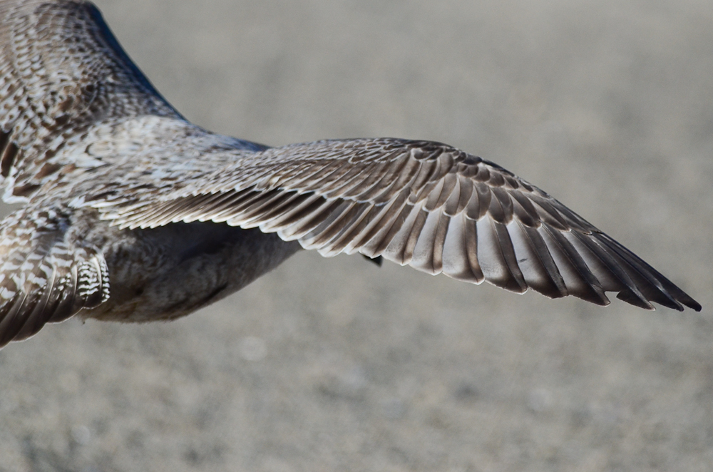 one of those light 1st yr dark billed herrings revere beach