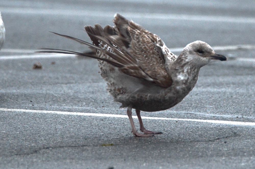 1st yr lesser black-backed gull salisbury state res