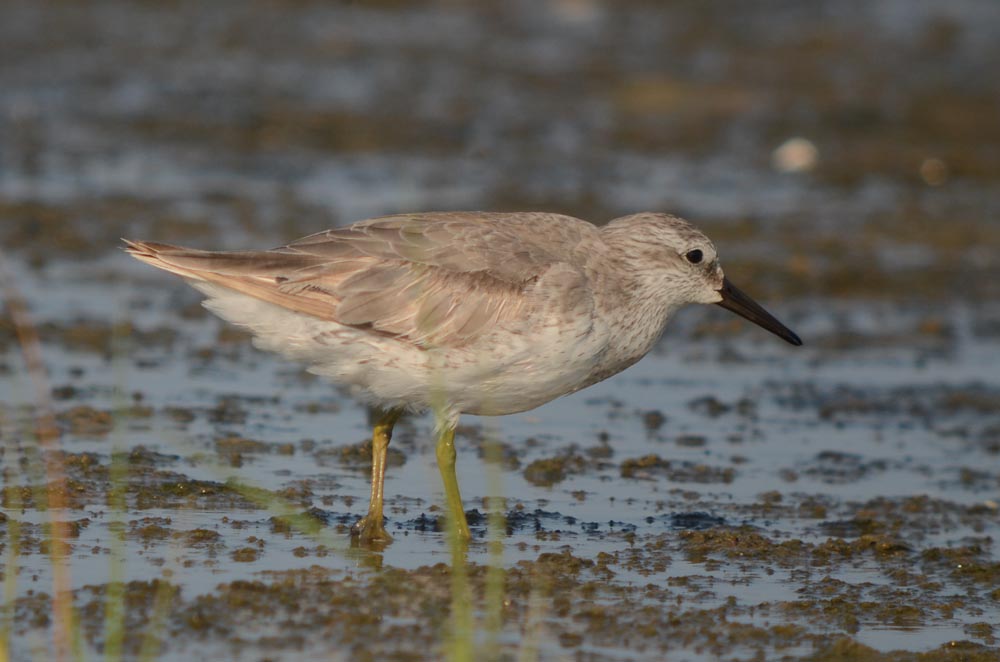 Red Knot