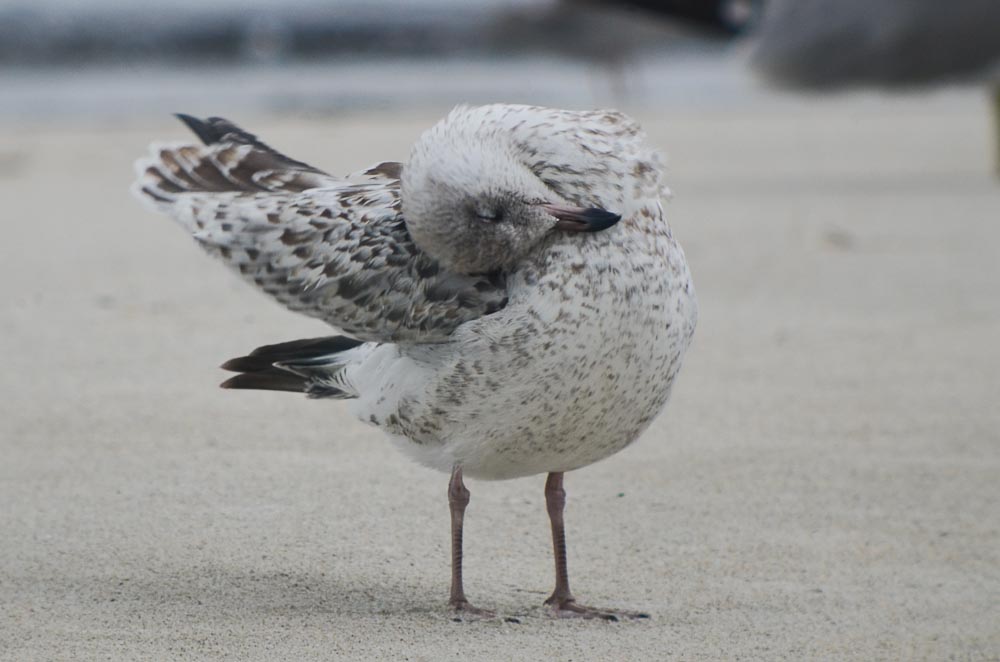 Ring-billed gull juv