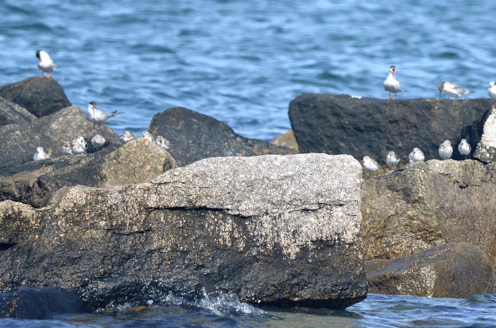 Sanderlings and common tern jetty in Merrimack