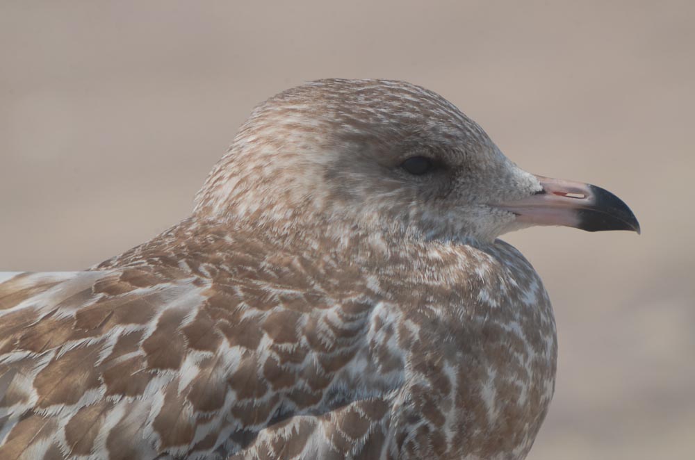 ring-billed Gull-plum island