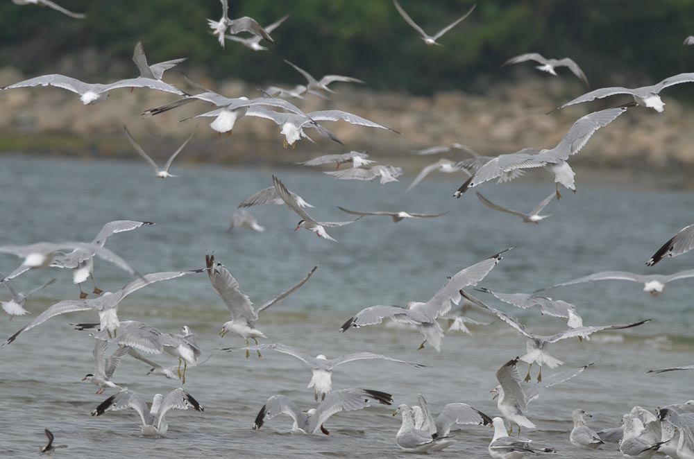 feeding frenzy plum island