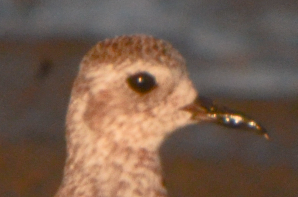 blackbellied with aberrant bull? sandy point plum island