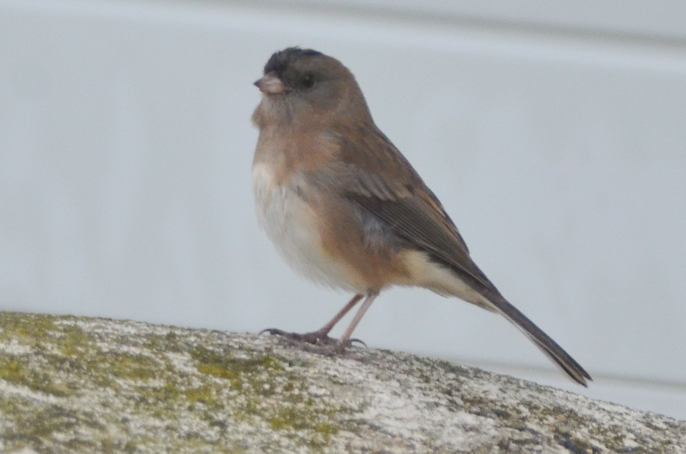 one strange looking junco wardens plum island