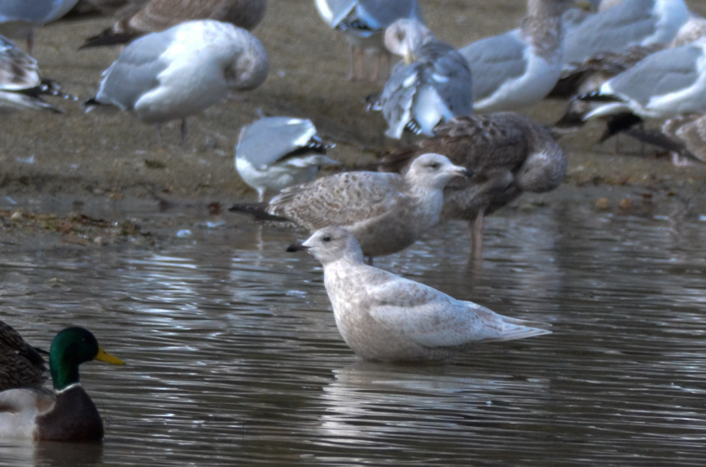 kumliens gull silver lake wilmington