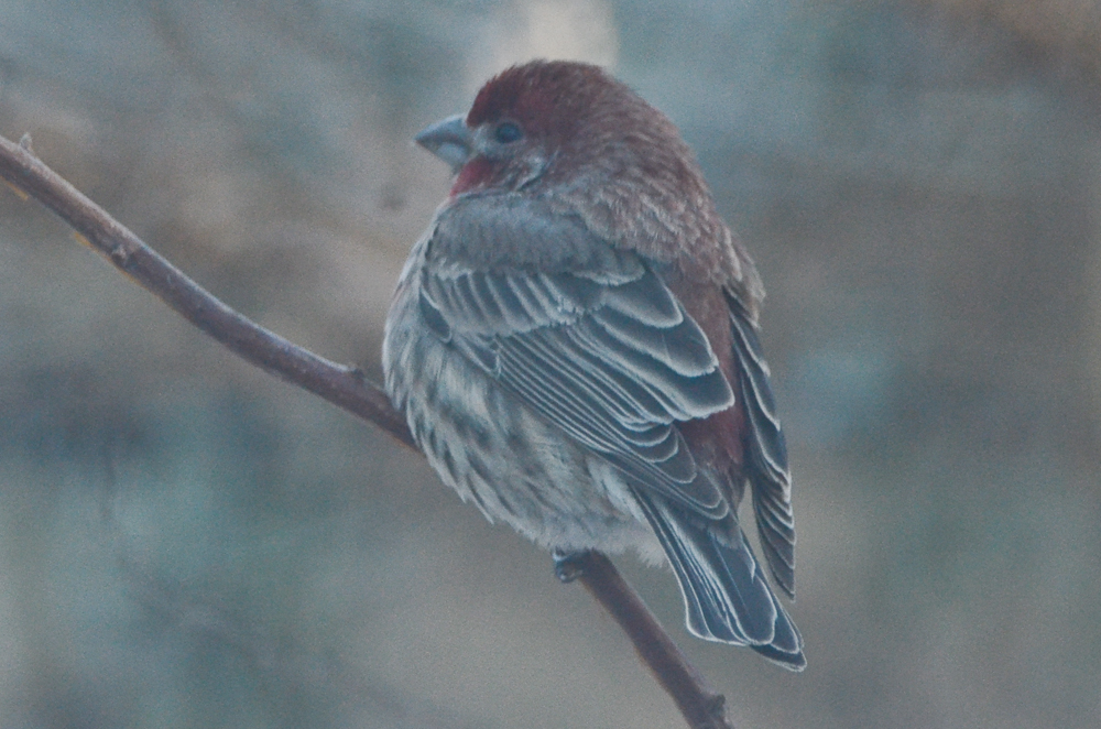 interesting house finch wilmington, note slight hook on bill reddish back