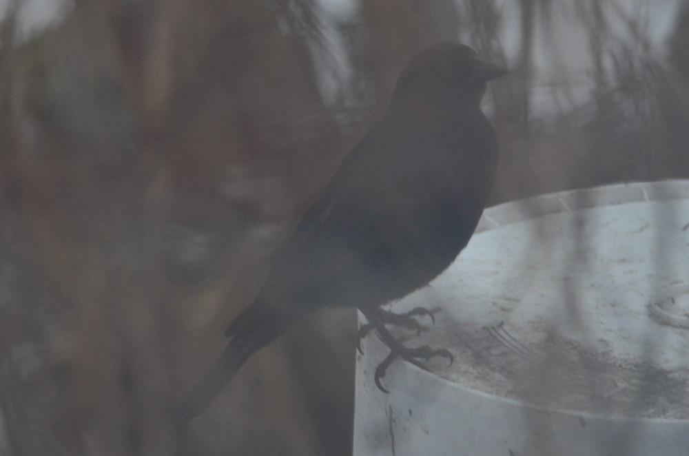 brown-headed black bird wilmington