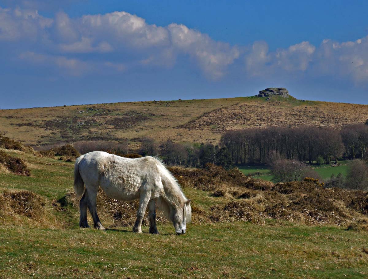 Horse grazing under Kes Tor