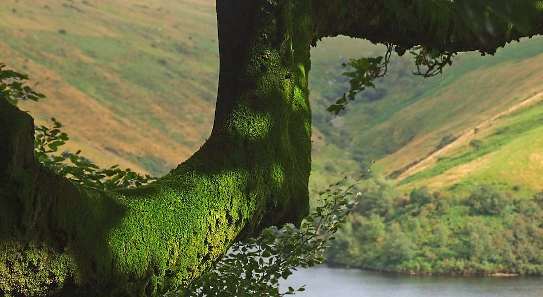 The Mossy Branch