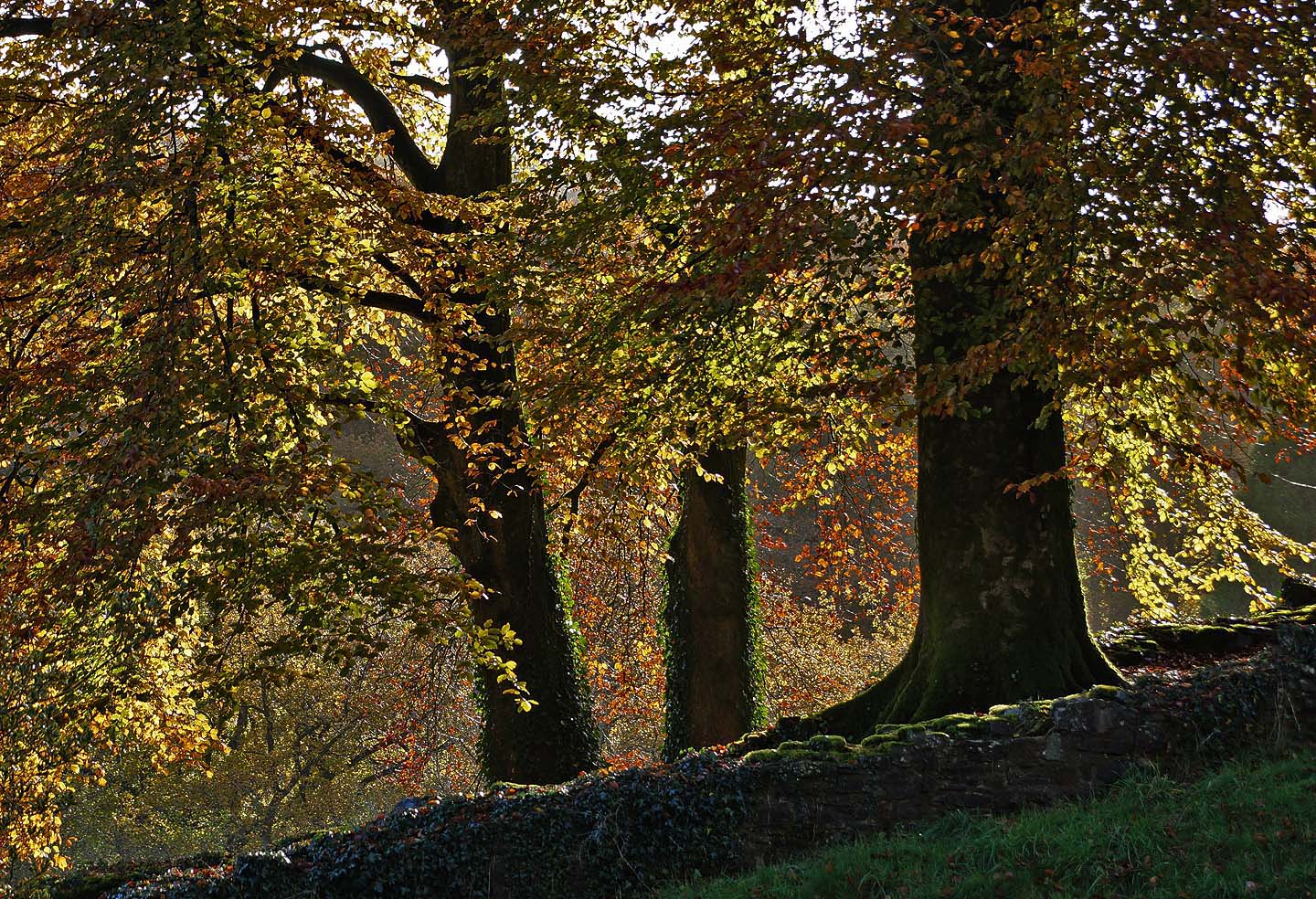 BackLit Trees 2a Sony A57