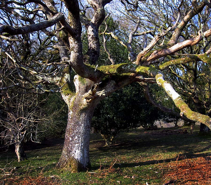 Is this an Ent?