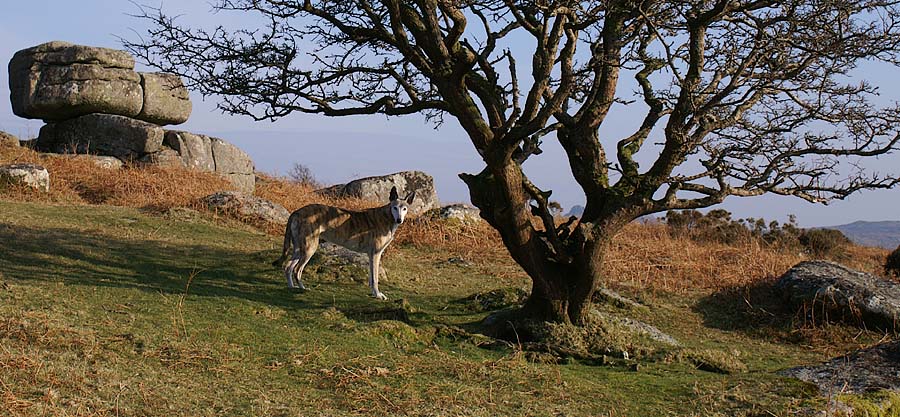 Angel on Hayne Down, Dartmoor