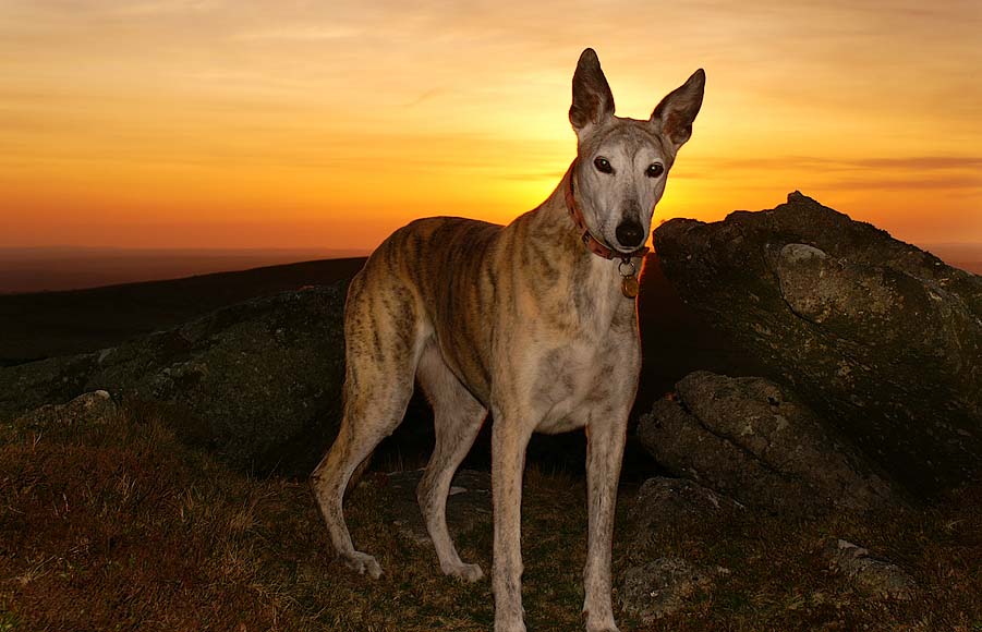 Angel - Another Dartmoor  Sunset