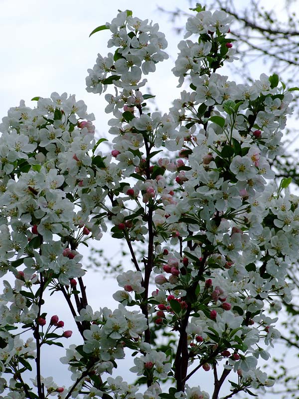 Crab Apple Blossom 1.jpg