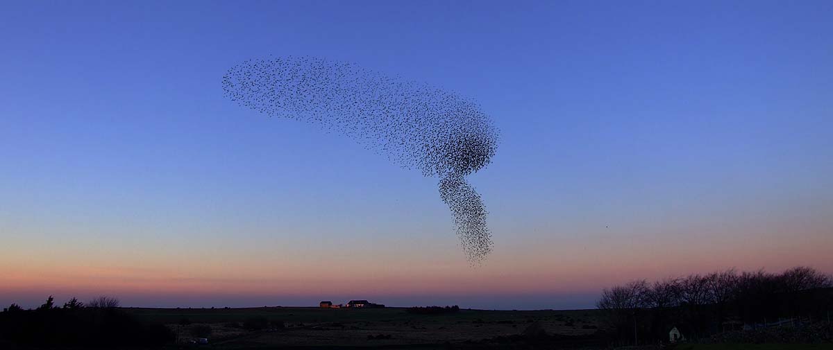 Flock of Starlings near Okehampton Army Camp