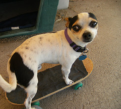 Scrappy skateboarding