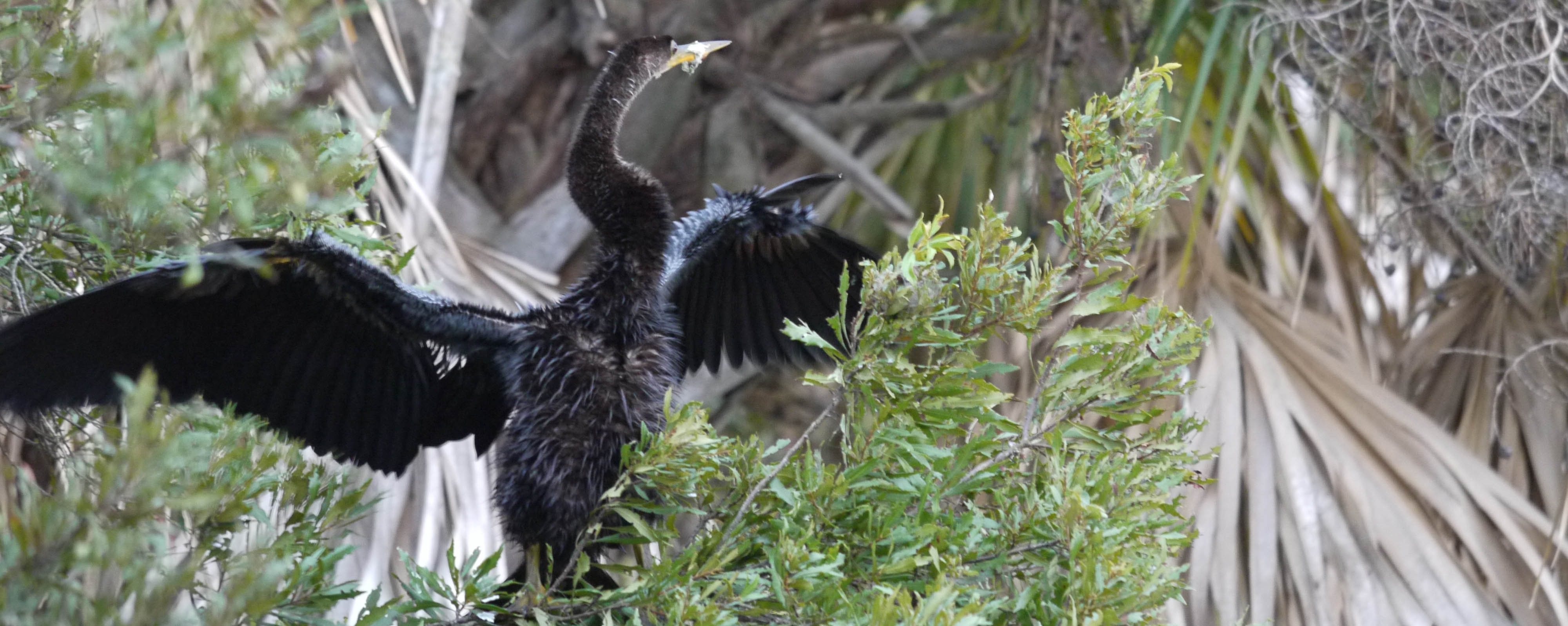 1. Anhinga at Green Cay