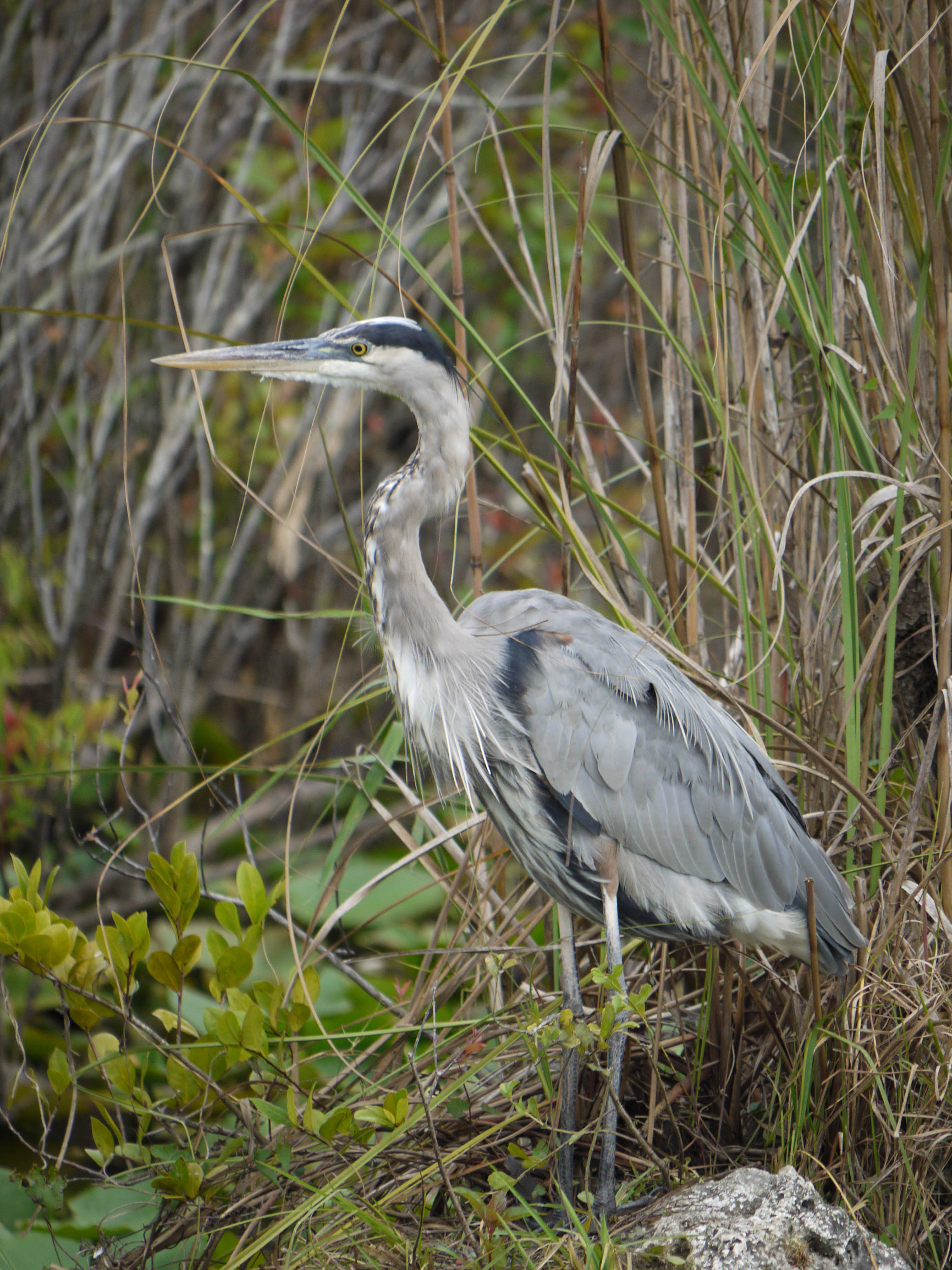 5.Tricolor Heron