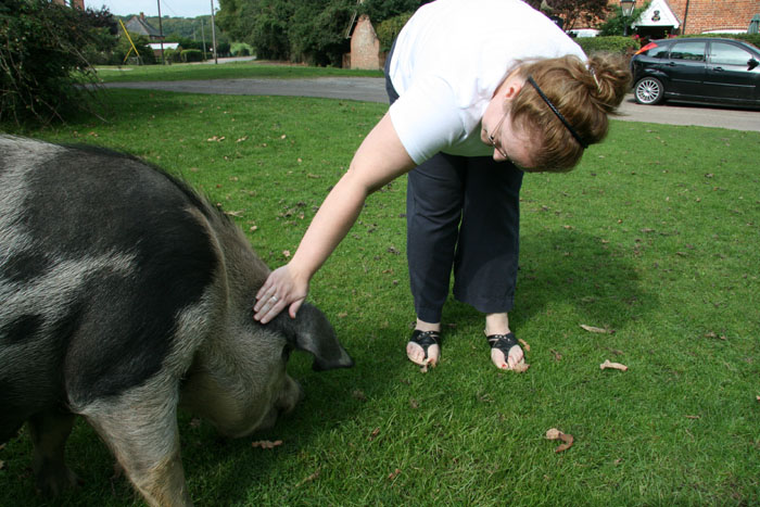 New Forest Pig