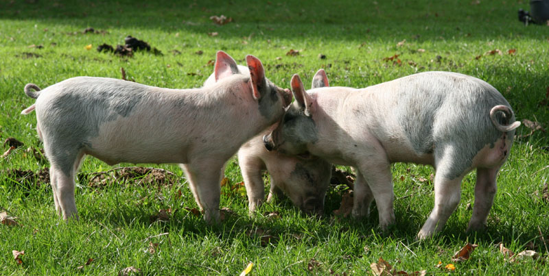 New Forest Piglets
