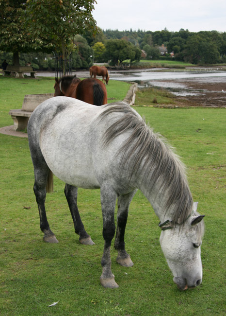 New Forest Ponies - Beaulieu