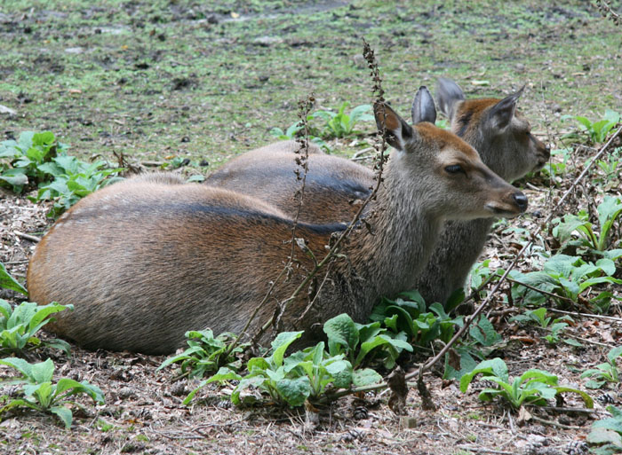 New Forest Otter & Owl Wildlife Park