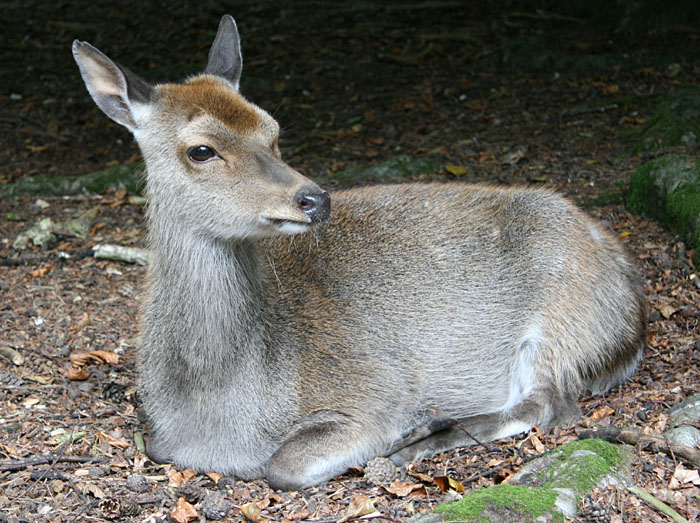 New Forest Otter & Owl Wildlife Park