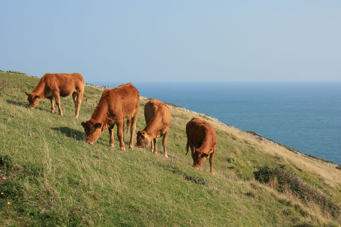 Dancing Ledge, Isle of Purbeck