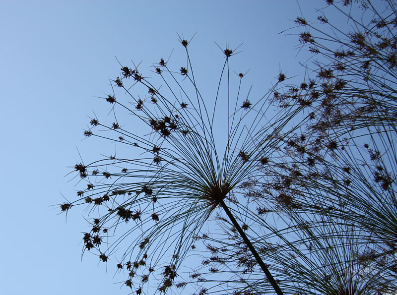 Botanical Gardens, Lucca