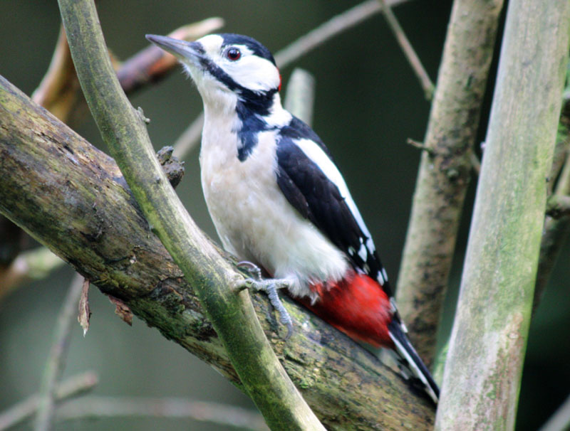 Woodpecker, Wallington Hall Gardens