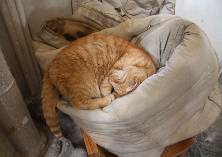 Louis the Wells Cathedral Cat