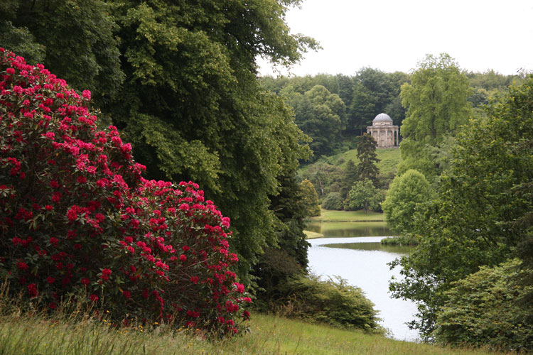 Stourhead Rhododendron
