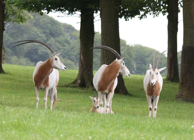 Longleat