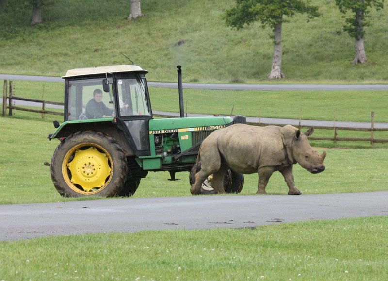 Rhino Herding, Longleat
