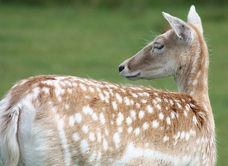 Longleat