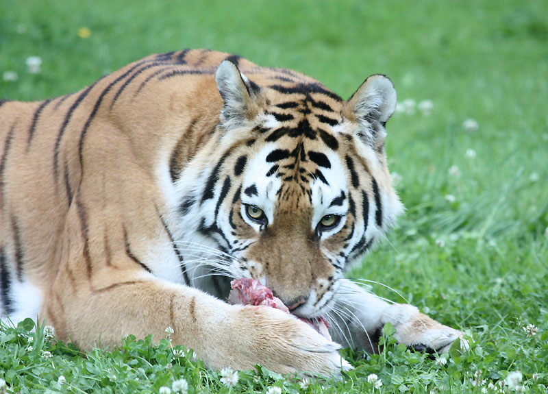 Tiger, Longleat