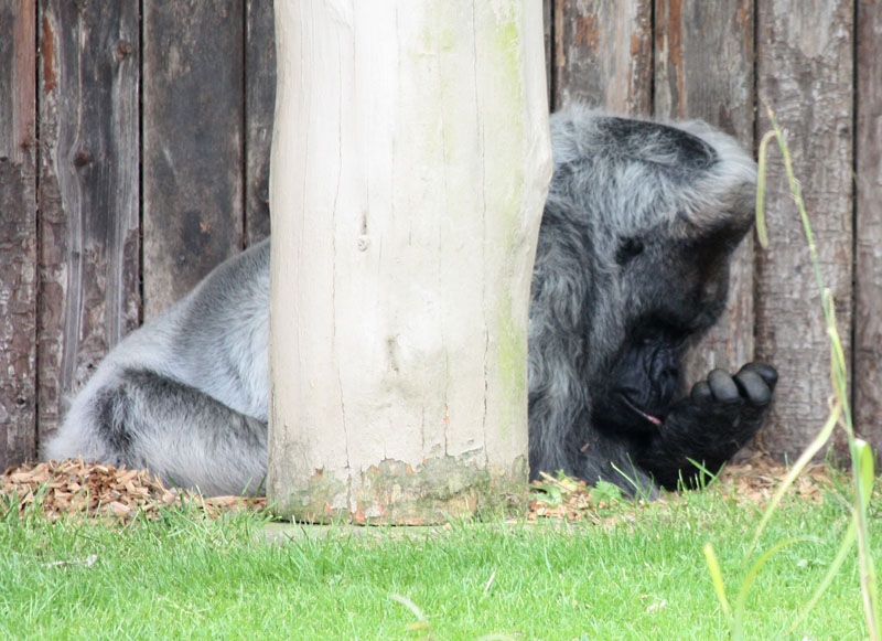 Nico the Gorilla, Longleat